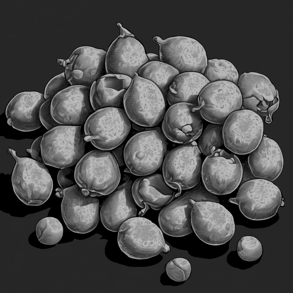 macadamia